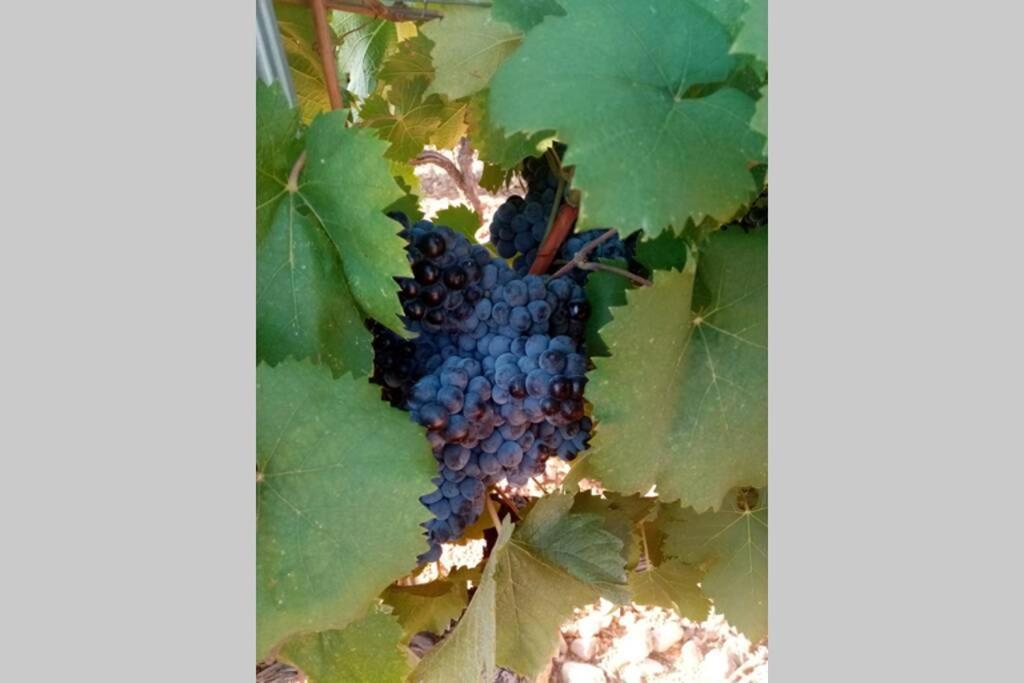 Charmant Appartement T2 Au Coeur Des Vignes 孔格林 外观 照片